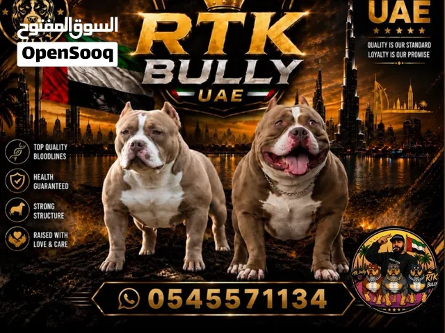 متوفر يرواه أمريكان بولي