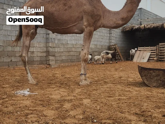 ناقة تبارك الرحمن للبيع المكان مصراتة