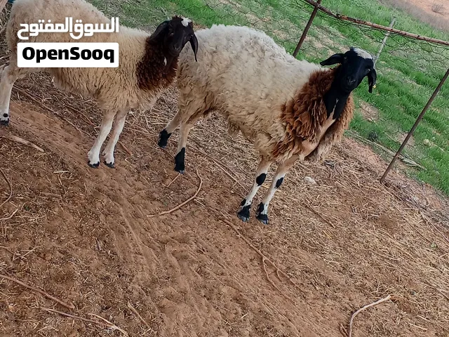 بسم الله نعجة وفطيما ربي يبارك النعجة سنها رباع و النعجة عشرة السعر 4000 معا بعضهم وقابل للنقاش