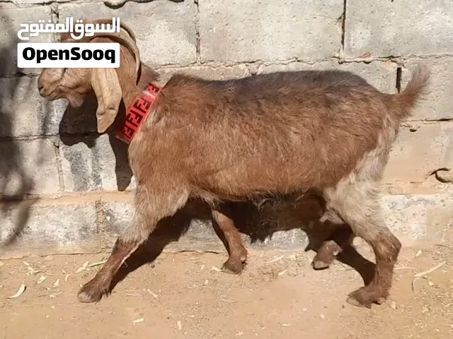 عقيقه نذر فدو ذبيحه بلدي سن نظيف السعر 155 الراس  الموقع سحاب