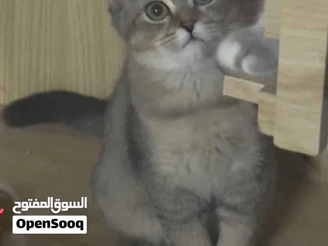كتن مطعم وأموره تمام الجاد يتواصل معاي