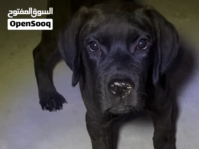 جرو كين كورسو