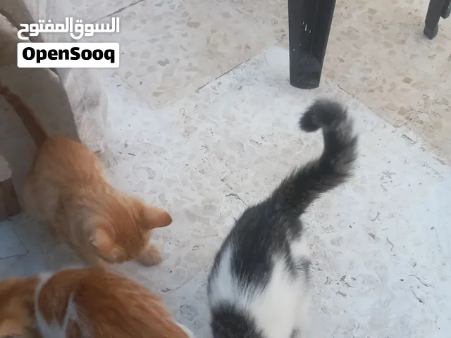 قطط للبيع شفابدران