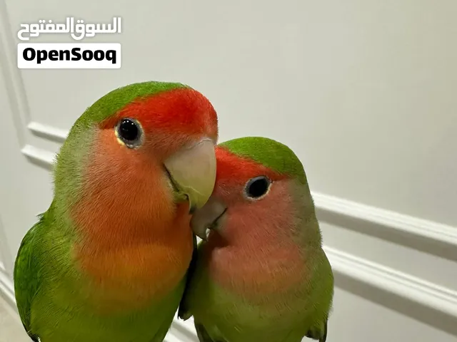 للبيع زوج روز أليف جدًا ويقلبون على اليد مافي عض