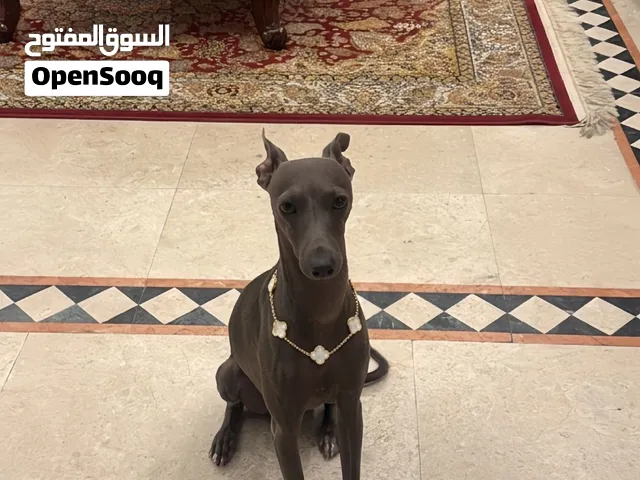 Italian Greyhound Male and female