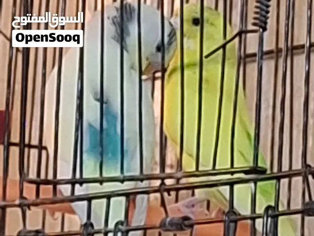 كوبي بقلينو