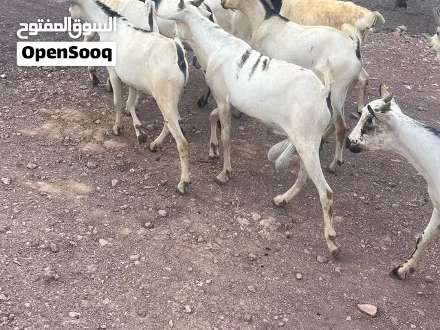 البيع سعر 32ریال