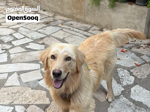 للبيع: جولدن × لابرادور — ذكر عمره 10 أشهر مع كوخه
