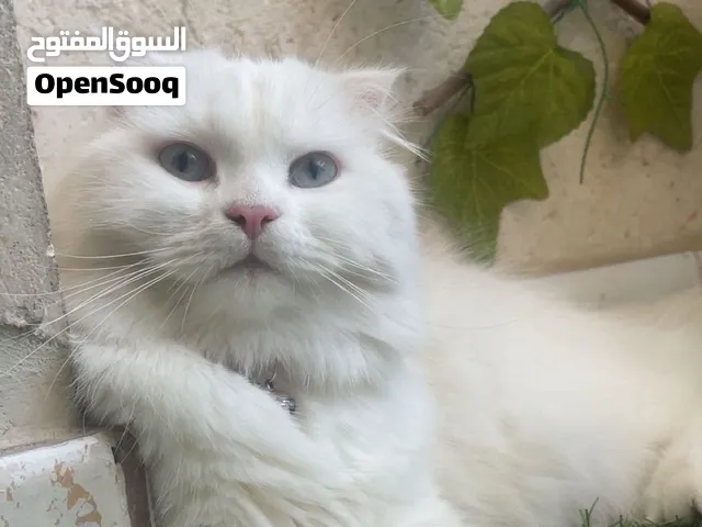 قطة سكوتش فولد وشيرازي