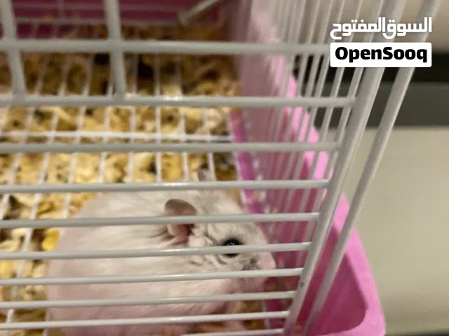 هامستر أليف حركي الهامستر روسي