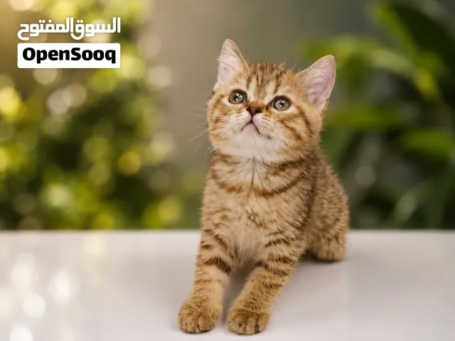 بنتين ميكس اسكوتش في بيرشن