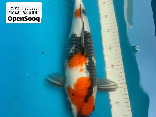 Showa – Female    Age: Nisai (2 Years)  Size: 43 cm  Price: AED 1,400