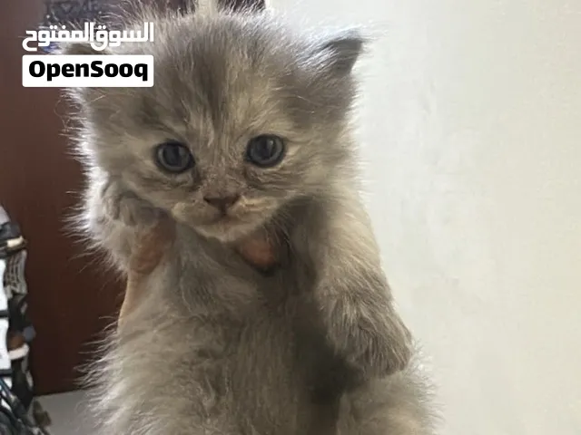 Cat kitten