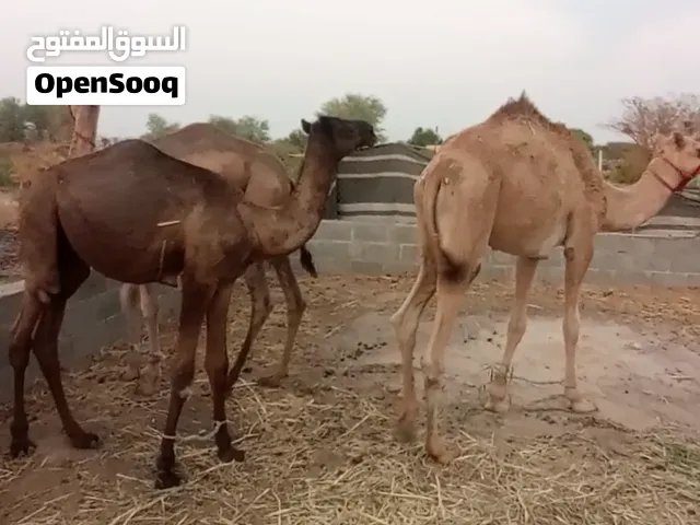 جعدان عقاير لبيع