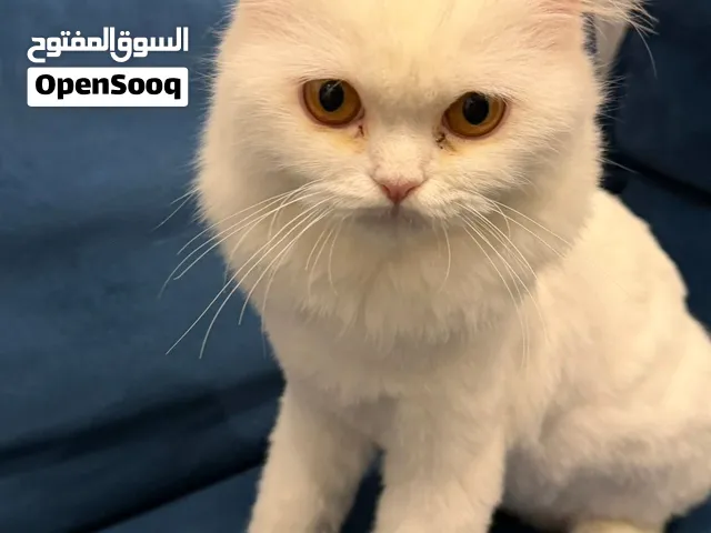 Female Persian white
