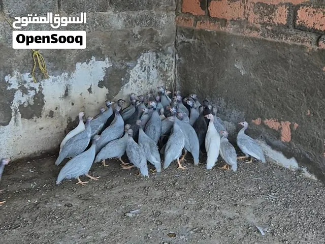 للبيع : سمان و كانغا [ حبشي ] و يمام افضل الاسعار و صحه فوق الطيبه ما يشكين من شي ابدا تعال و شوف .