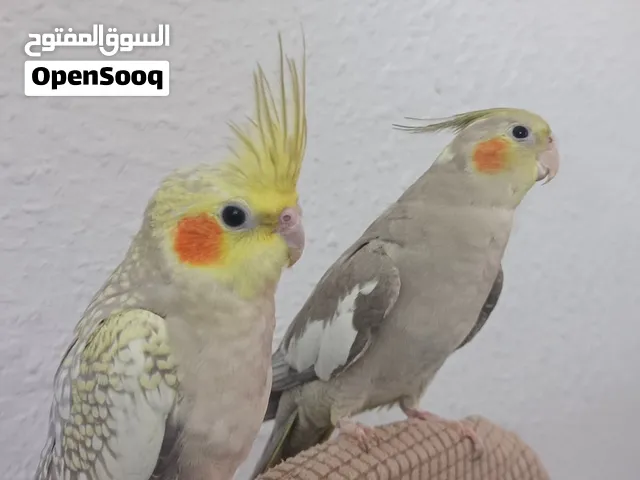 كوكتيل العمر 3 حيات 7 اشهر // 3 حبات 4 اشهر