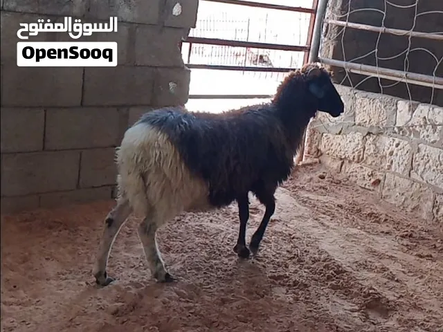 نعجة عشرة قريب تولد وسنها جامعه