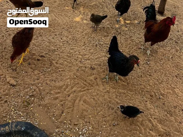 دجاج عربي للبيع