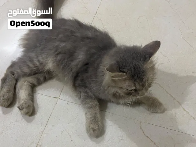 بيع قطط شيرازي