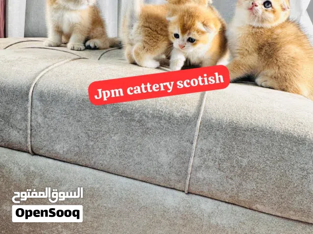 قطط اسكوتش فولد