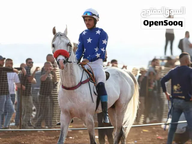 حصان عربي اصيل بطل سباقات سرعة
