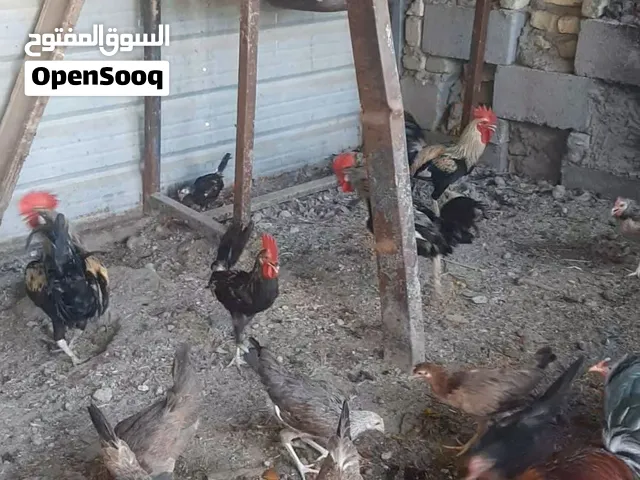 دجاج كويتي بياض انواع دندراوي/ مطوك /تمري/ شمسي /فري/ كحلي /ملقح جميع القاحات