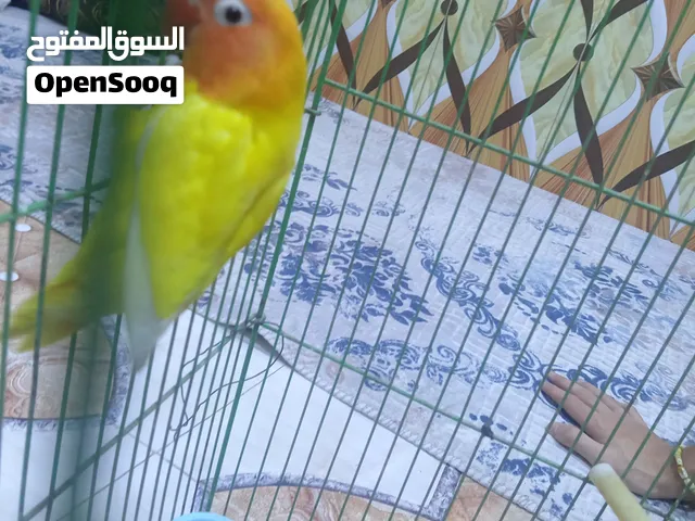 زوج غندوره للبيع للبيع