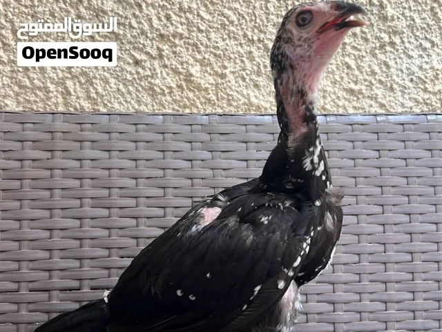 للبيع دجاج في العين