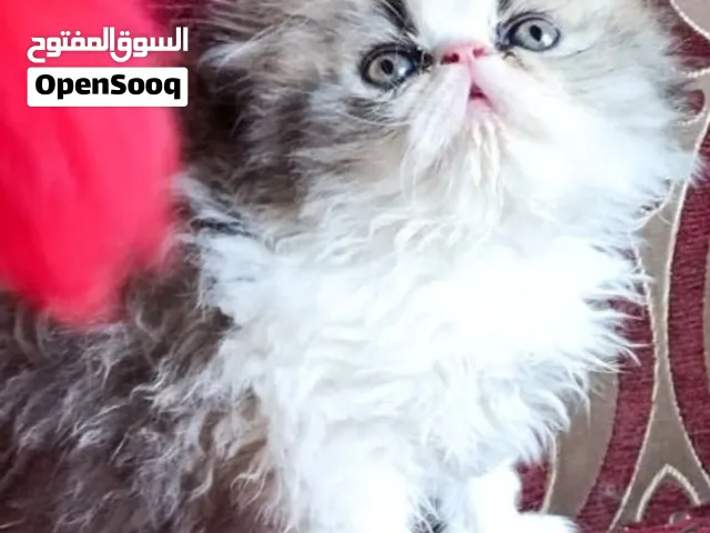 قط شيرازي بيكي فيس