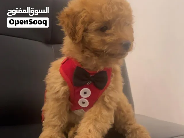 بودل صغير يحب الصغار