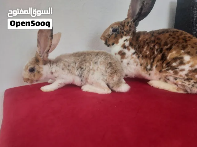 السلام عليكم  متوفر بفضل من الله انثي ركس فهد  مع انتاجها زوز اناتي ودكر عمر إنتاج شهرين