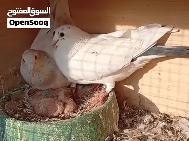 ازواج حمام الزوج ب25
