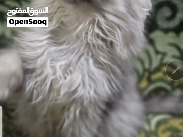 شِيَرَازُيَ بّيَوَرَ بّسِْعر. لعوب حدا
