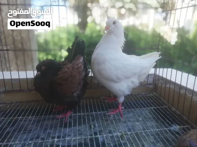 قص مينى كنج