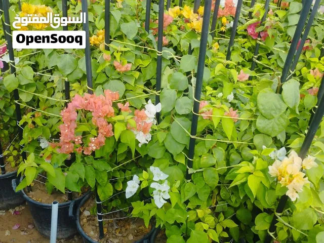 أشجار للبيع