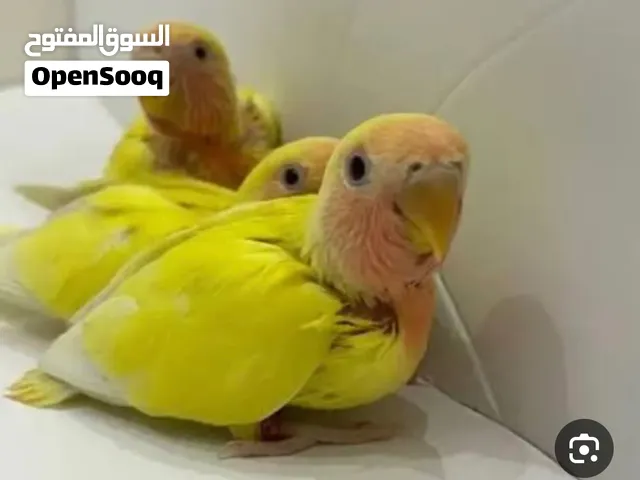 بشاارة حضانة وفندقة لجميع انواع الفروخ