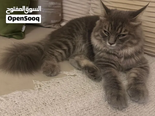 للبيع قطة تأنى