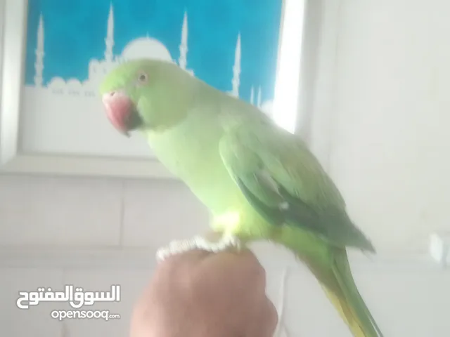 ببغاء درة خضراء أليفة ومتكلمة ، السعر : ب 650 درهم