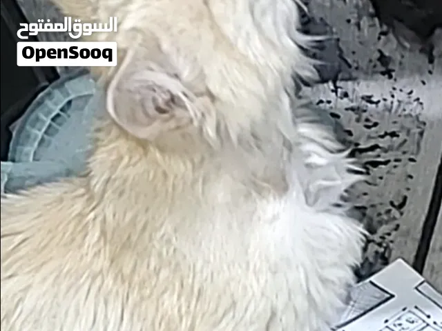 شيرازي كيووووت، حباب ولعوب لأبعد حد!