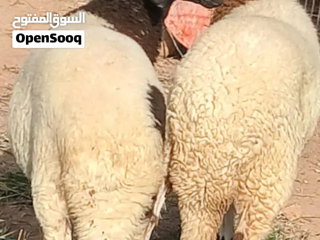 زوز إفطايم برقاويات عمرهم 8شهور إفطايم ماشاء الله لا قوة إلا بالله إفطايم مد وطول وخشم وقفا خاليات م