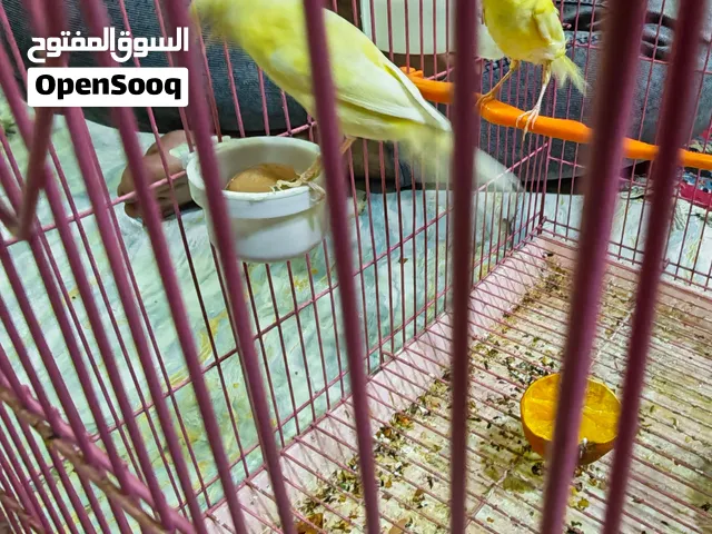 طيور كناري للبيع فول نظافه جاهزات