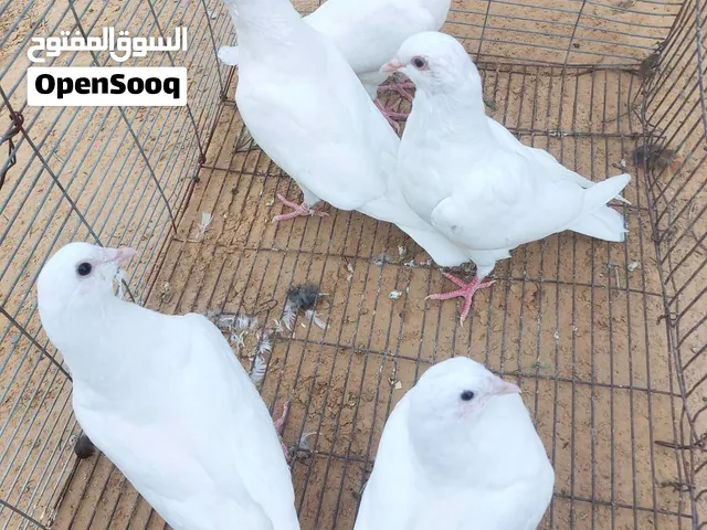 حمام فرنساوي لاحم