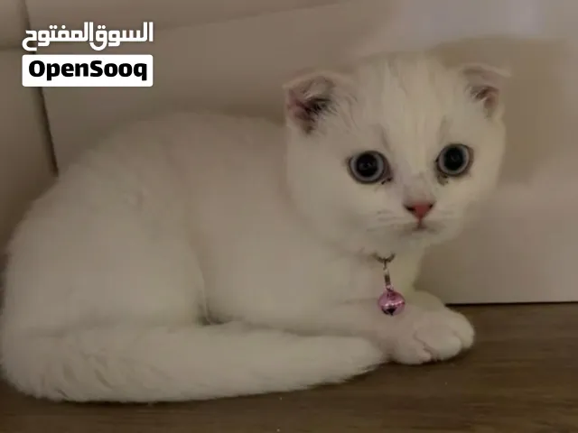 سكوتش فولد بيور