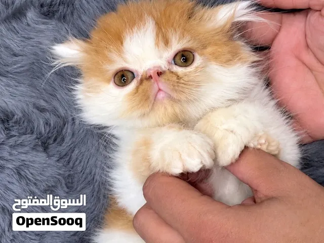Van Red Persian kittens