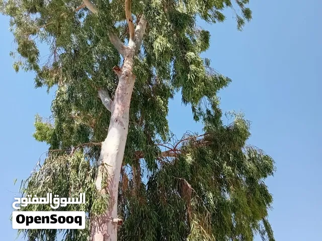 شجرة كينيا ضخمة