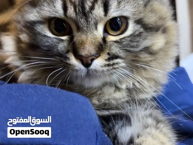 للتبنّي المسؤول والمستعجل