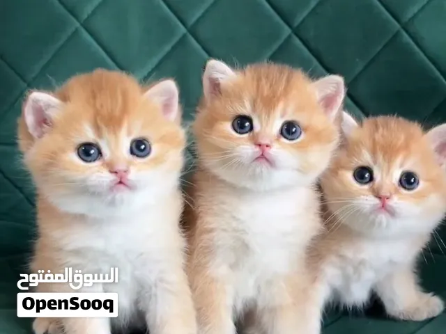 British shorthair