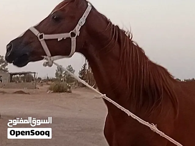 حصان أشقر تلاوتي للبيع
