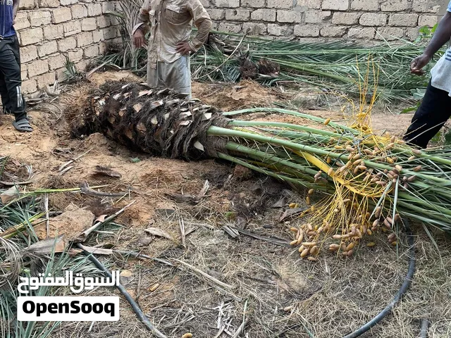 نخل حرة 1-2 متر